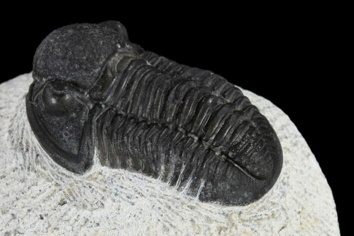 Gerastos Trilobite Fossil - Morocco #117790